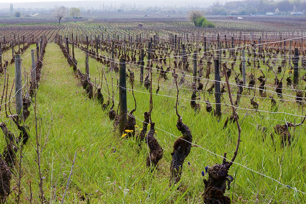 Domaine de Chassorney