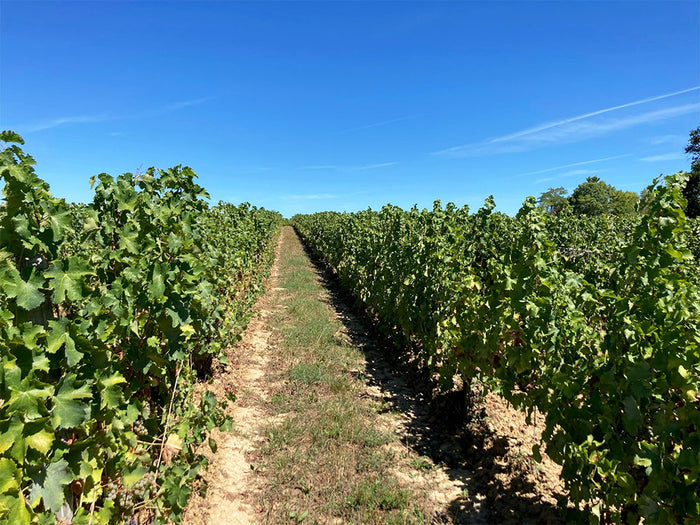 Domaine de l'Ancienne Cure