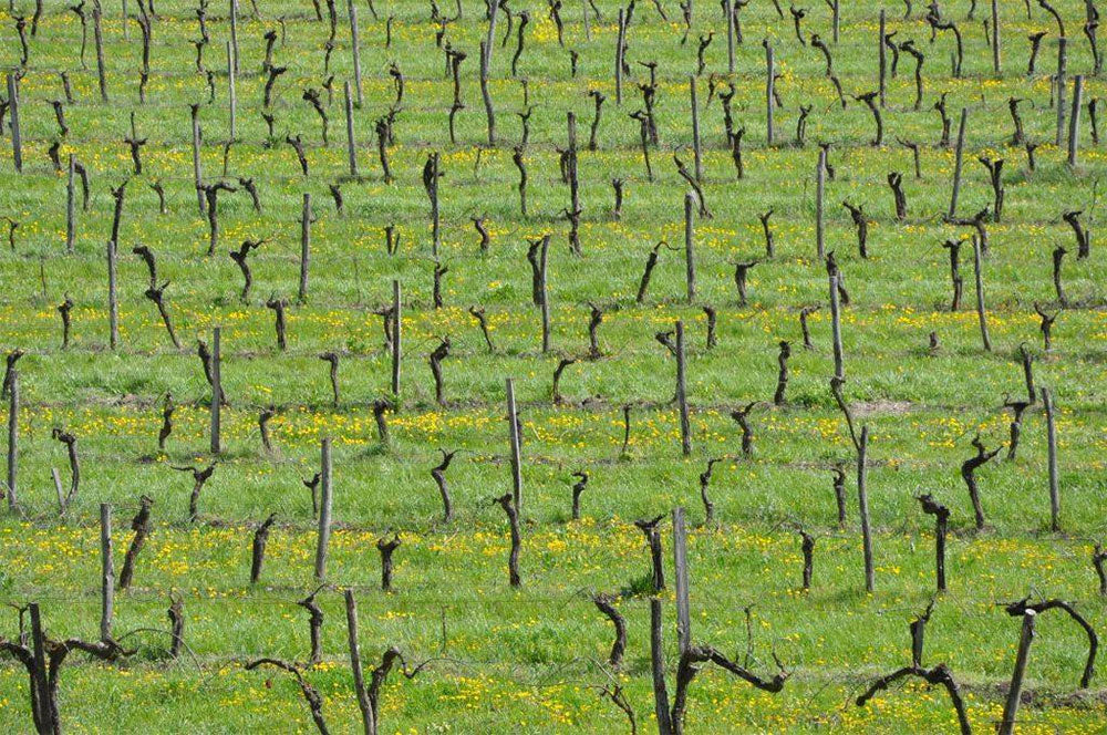 Domaine de l'Ancienne Cure