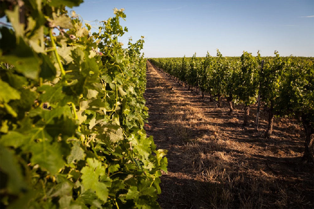 Domaine de l'Arjolle