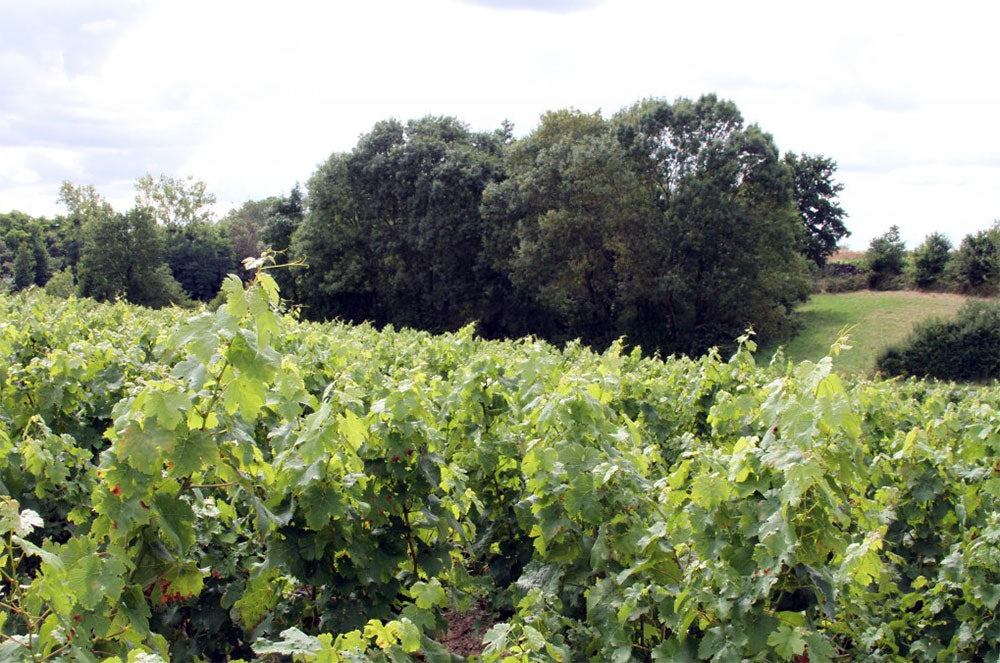 Domaine de l'Ecu