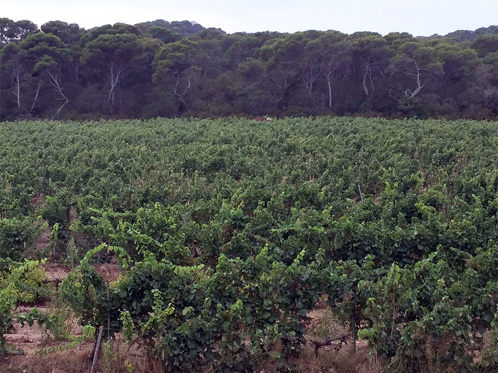 Domaine de l'Ile Porquerolles