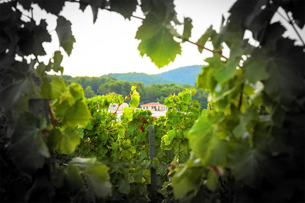 Domaine de la Navicelle