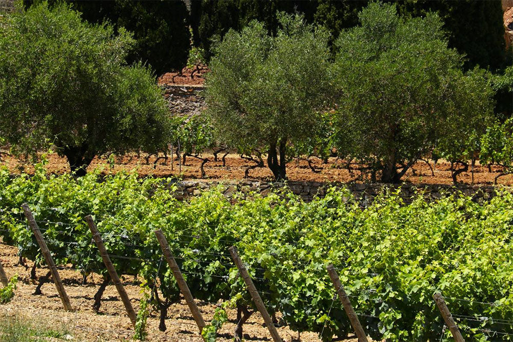 Domaine de la Navicelle