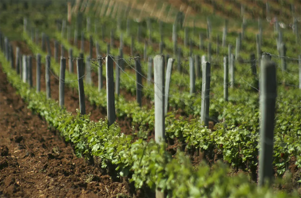 Domaine de la Romanée-Conti
