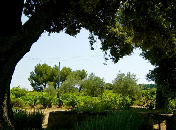Domaine de la Vieille Julienne