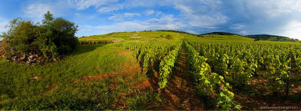 Domaine de Montille