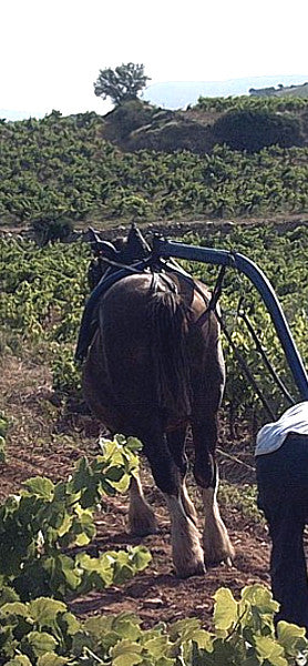 Domaine de Rancy
