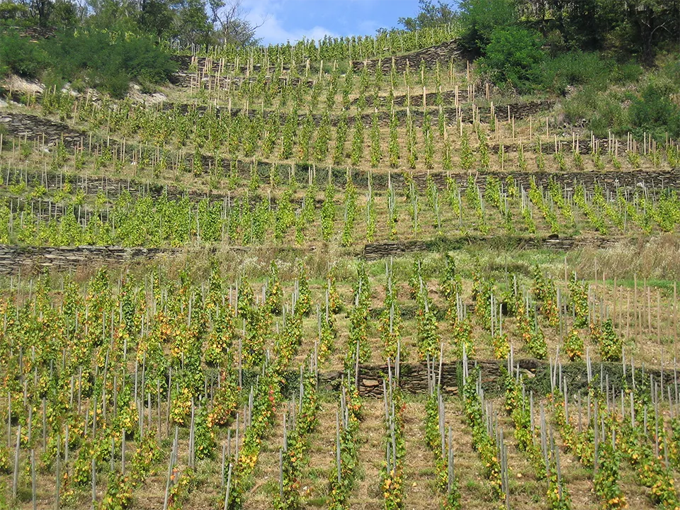 Domaine des Ardoisieres