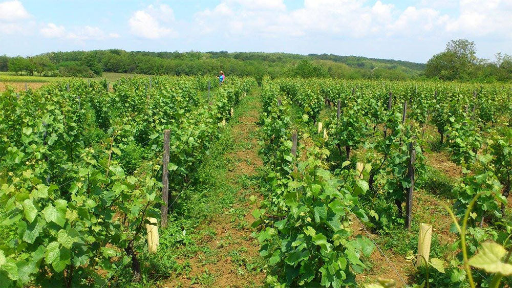 Domaine des Fauvettes