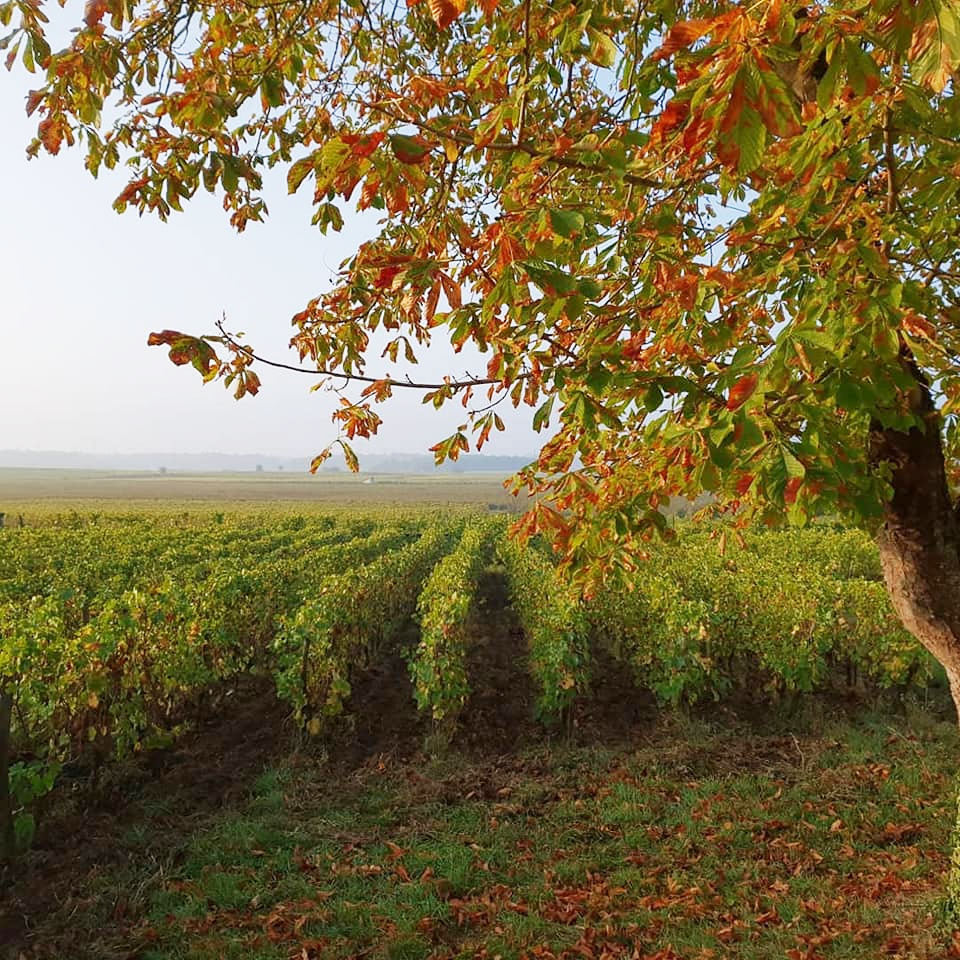 Domaine des Roches Neuves (Thierry Germain)