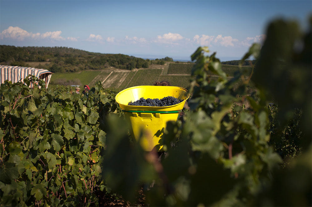 Domaine des Vignes du Maynes