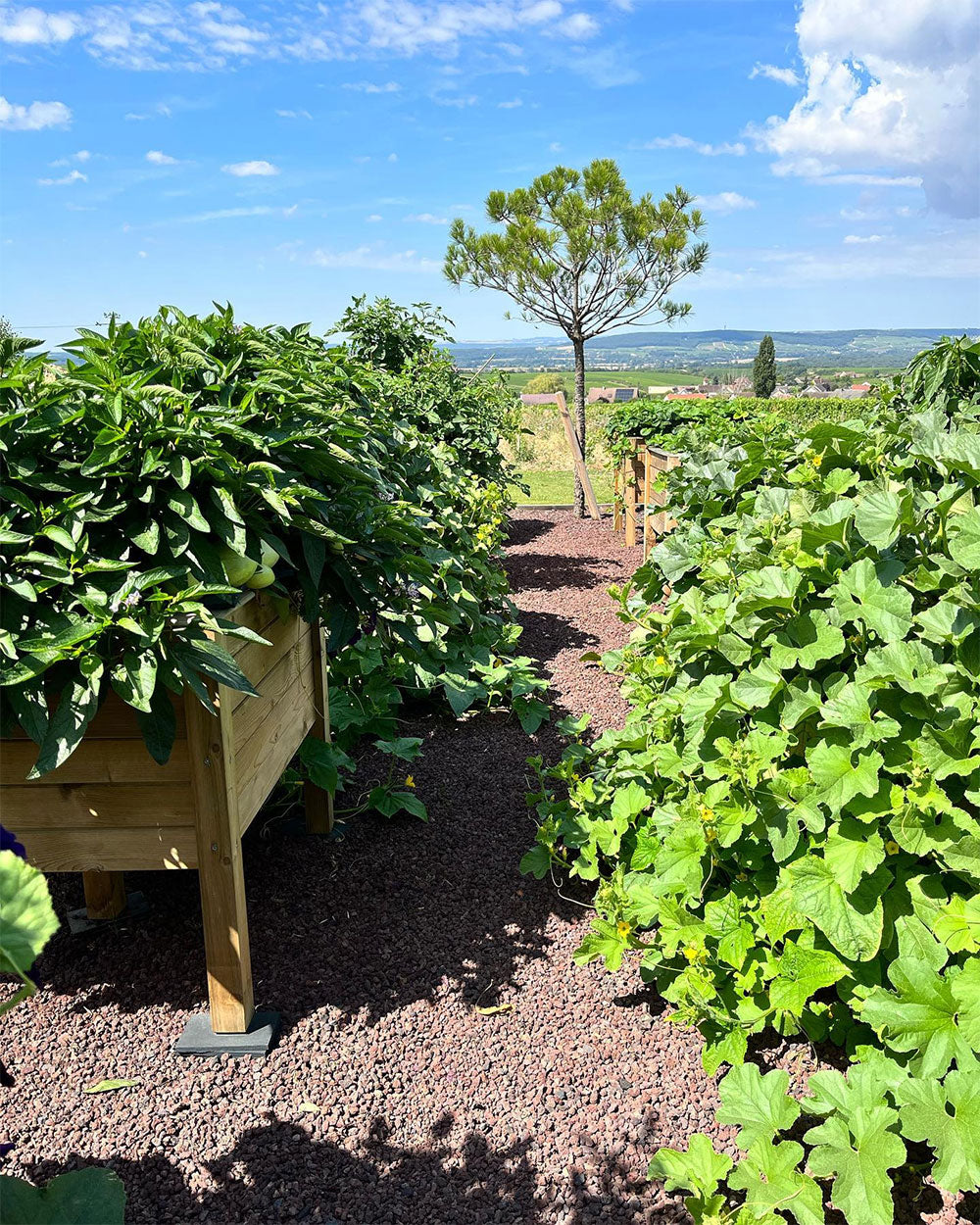 Domaine Didier Dagueneau