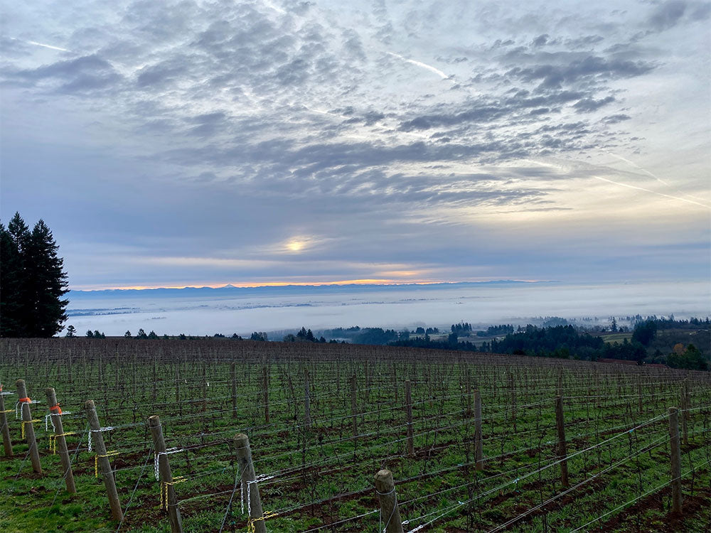 Domaine Drouhin Oregon