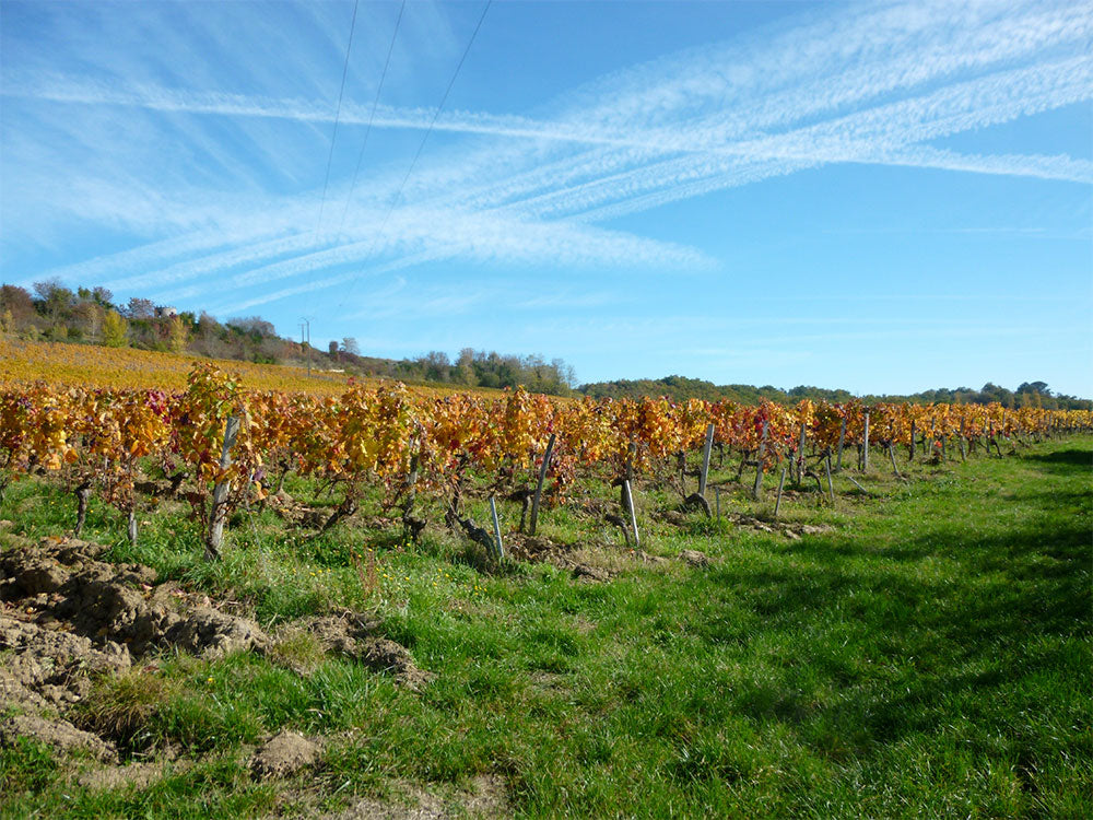 Domaine Du Bouscat