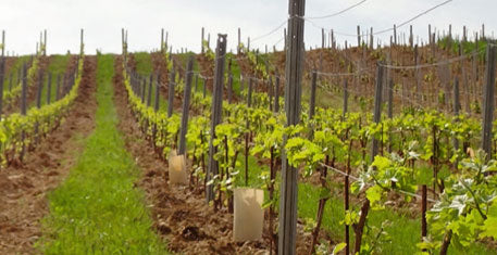 Domaine Du Pre Semele