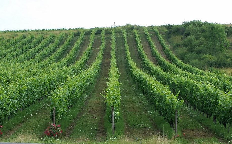 Domaine Duband