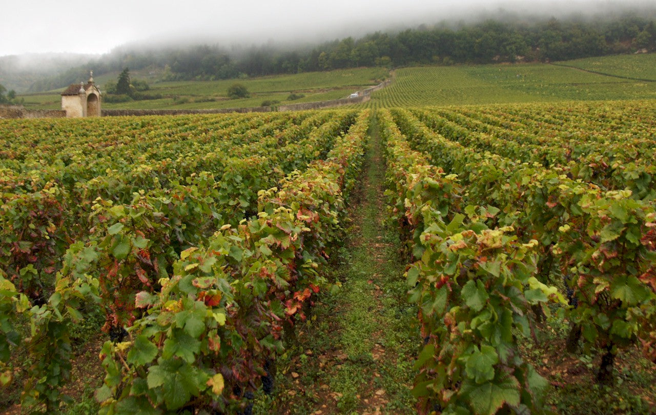 Domaine Fourrier
