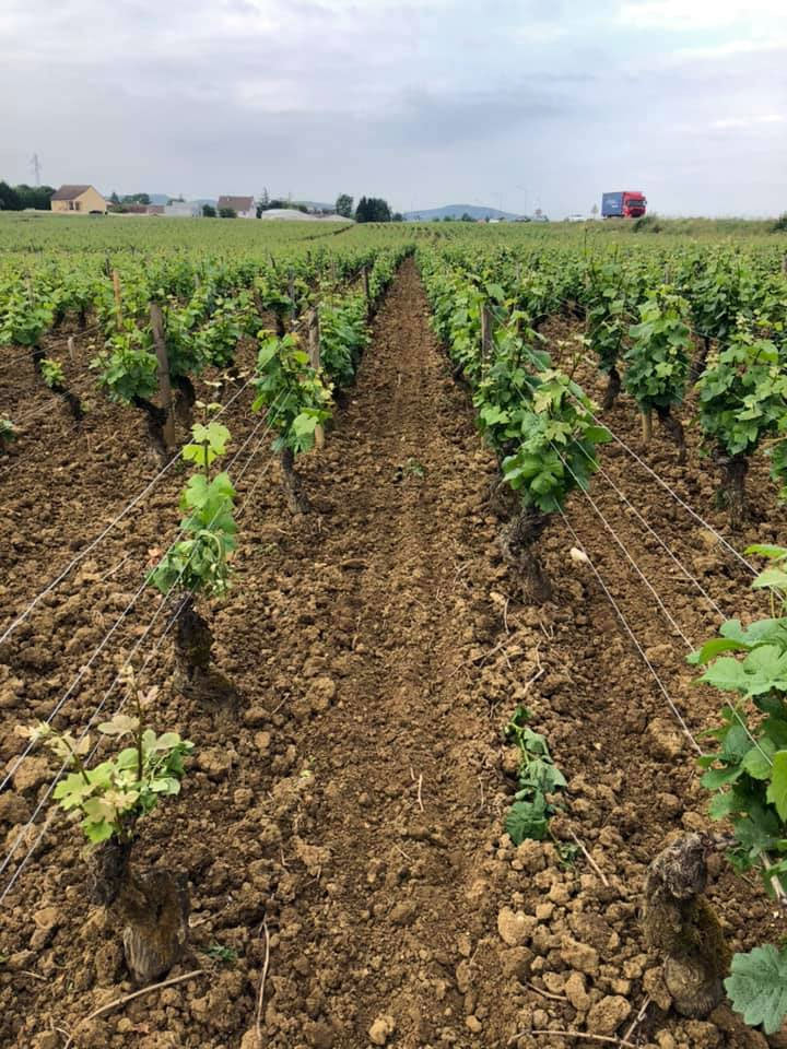 Domaine François Carillon
