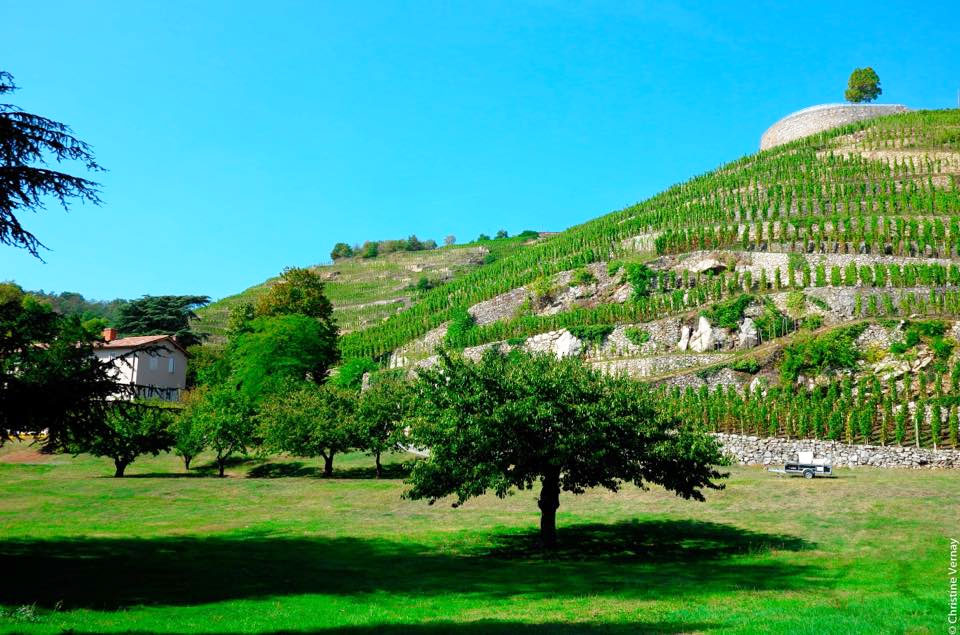Domaine Georges Vernay