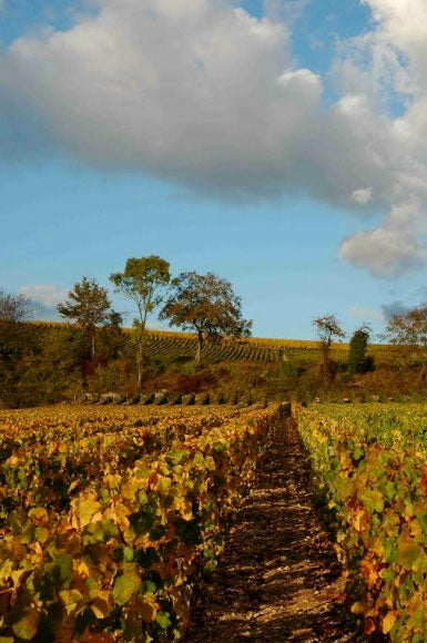 Domaine Guilhem et Jean-Hugues