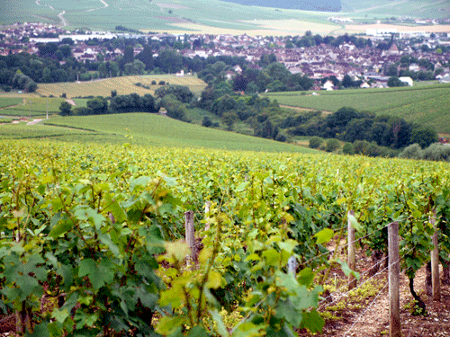 Domaine Guy Robin