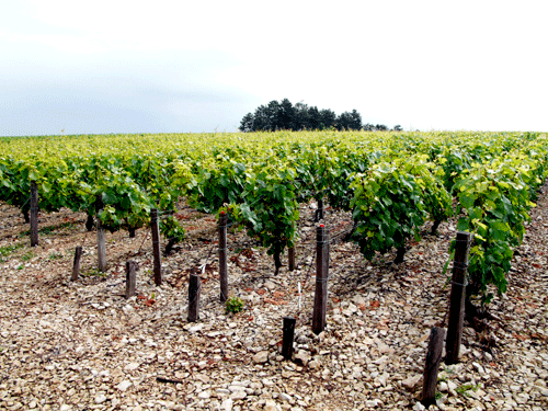 Domaine Guy Robin