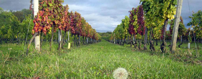Domaine Henri Naudin-Ferrand