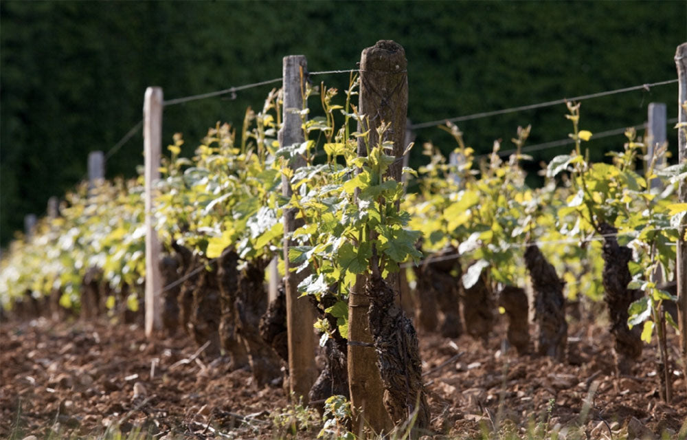 Domaine Heresztyn