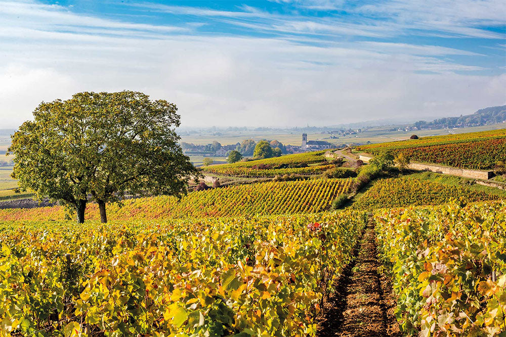 Domaine Jean-Luc Joillot