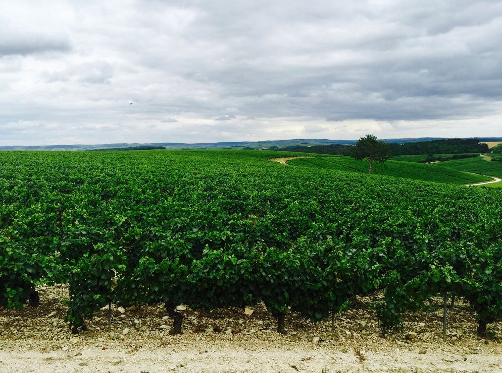 Domaine Jean-Marc Brocard