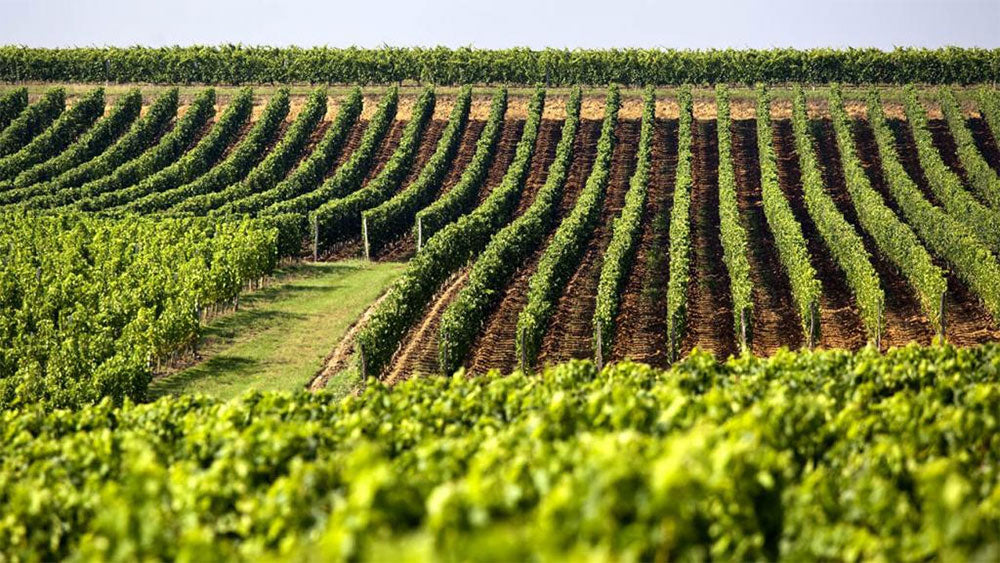 Domaine Joseph Roty