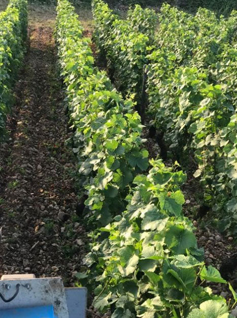 Domaine Lignier Michelot