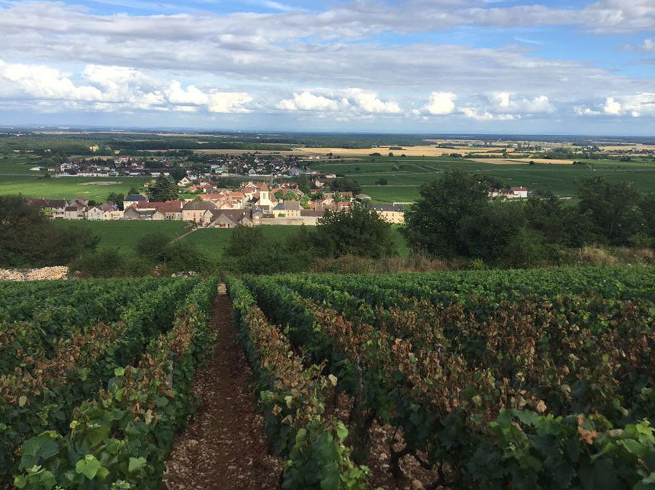 Domaine Lignier Michelot
