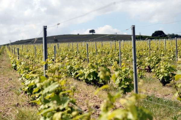 Domaine Louis Claude Desvignes