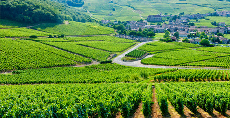 Domaine Louis Michel & Fils