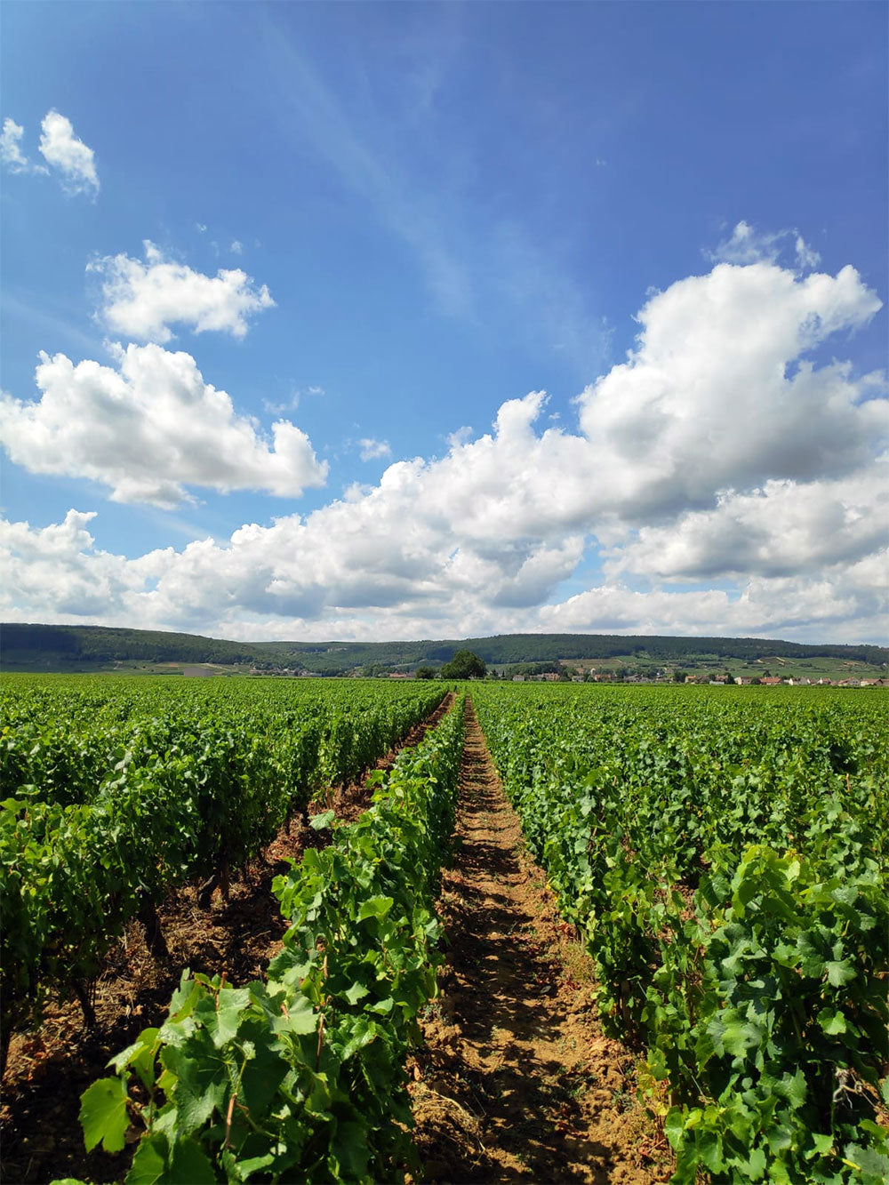 Domaine Maldant Pauvelot