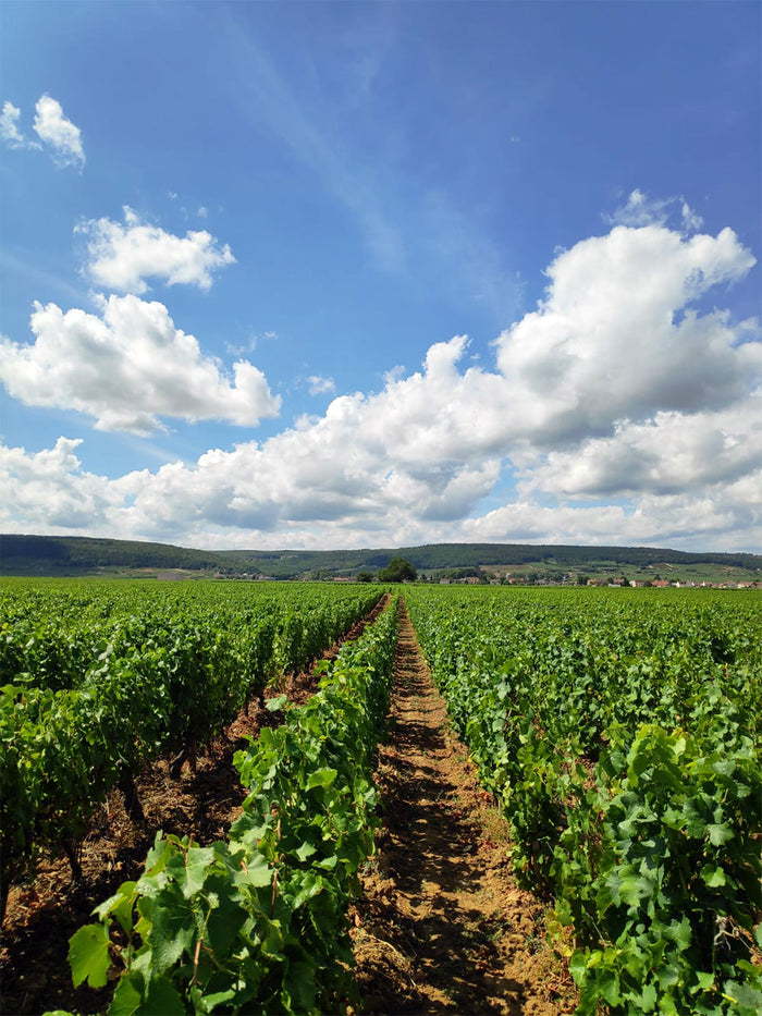 Domaine Maldant Pauvelot
