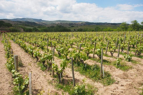 Domaine Marcel Lapierre