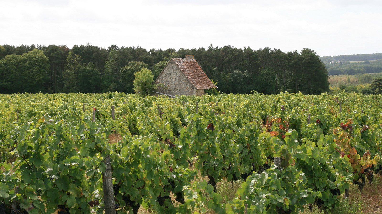Domaine Marie Thibault