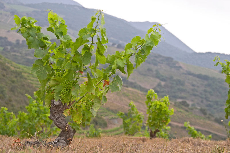 Domaine Matassa