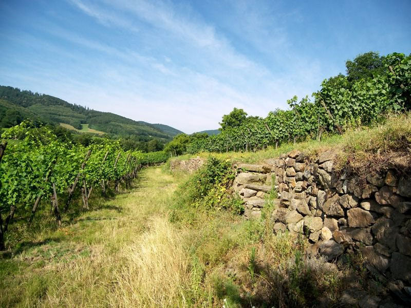 Domaine Maurice Schoech & Fils