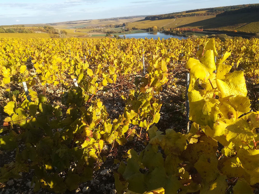 Domaine Mosnier