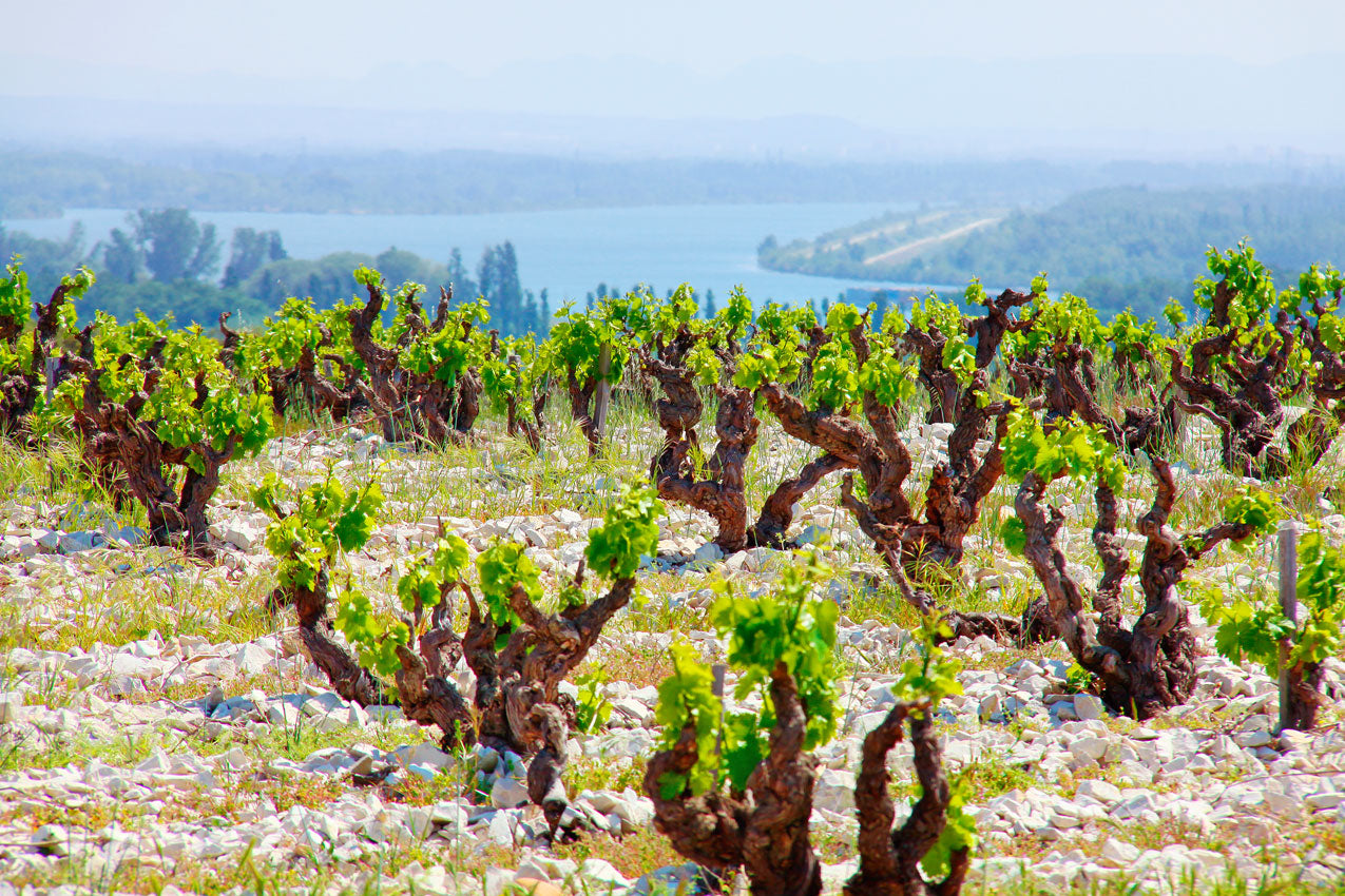 Domaine Ogier