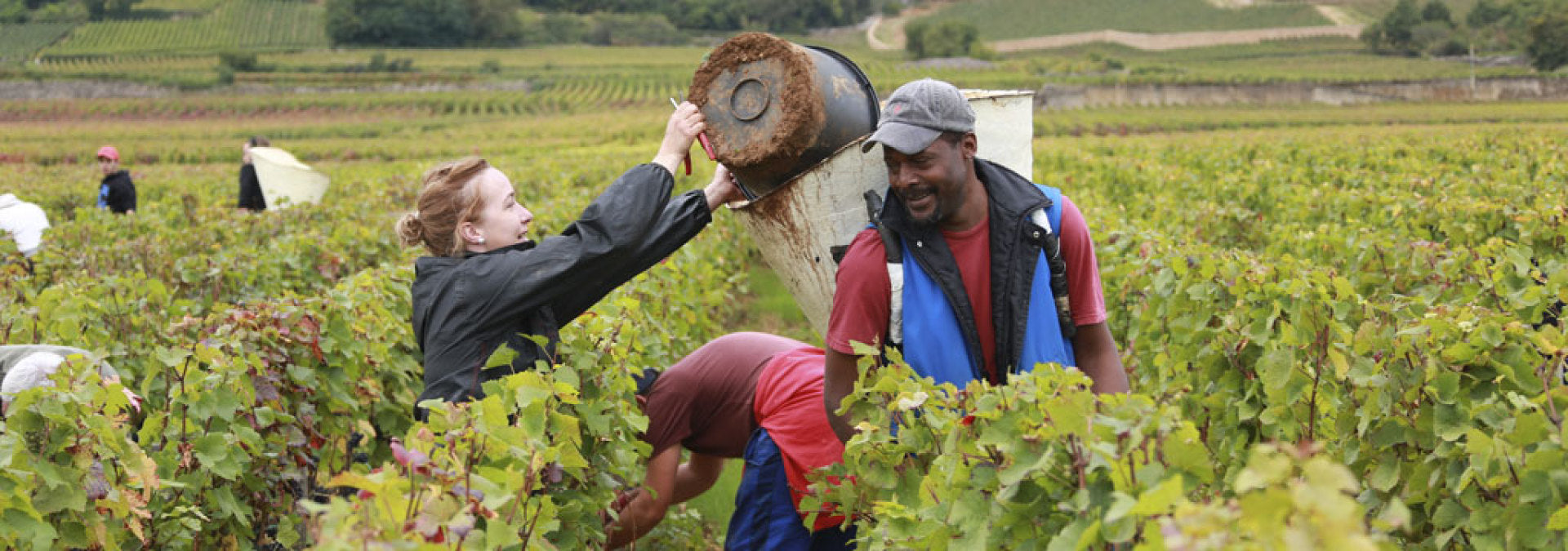 Domaine Olivier Guyot