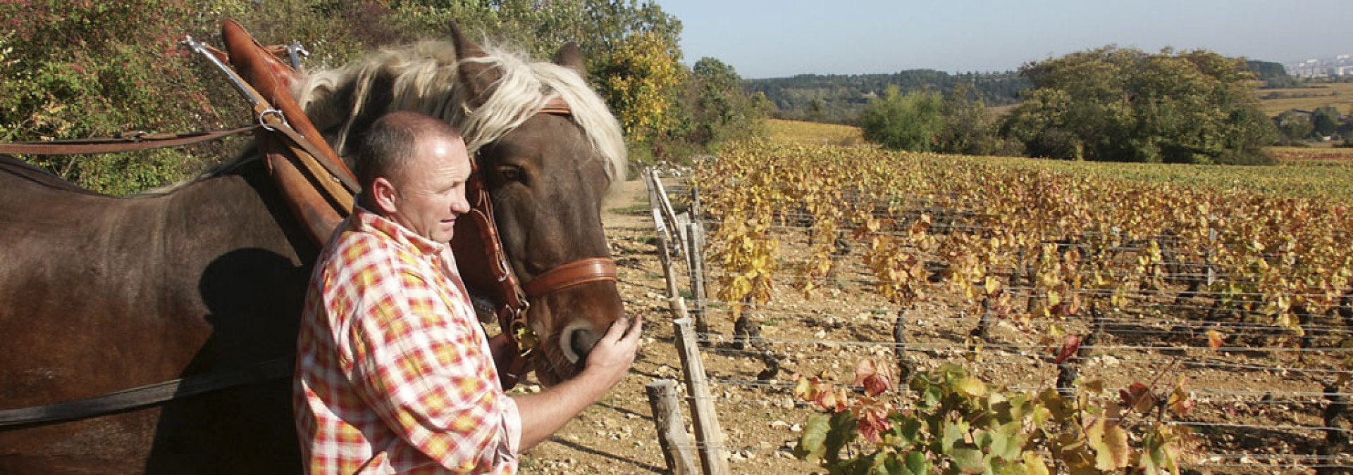 Domaine Olivier Guyot