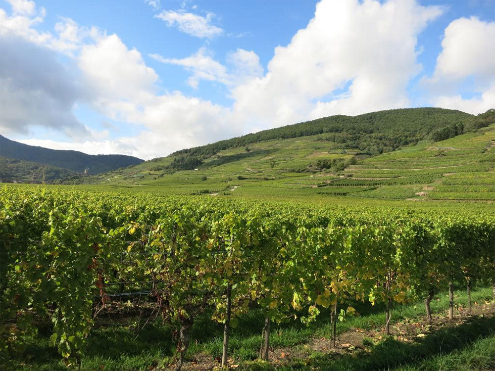 Domaine Paul Blanck