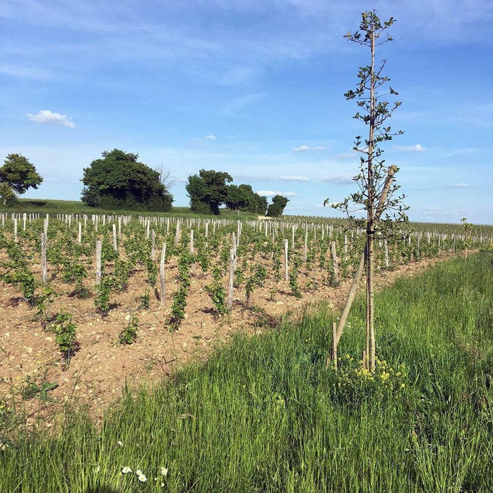 Domaine Pellé