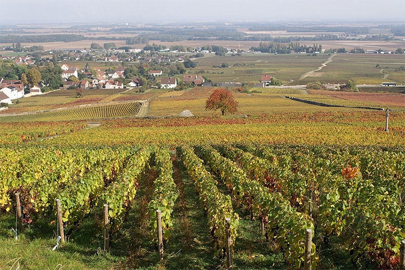 Domaine Pierre Gelin