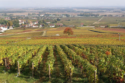 Domaine Pierre Gelin